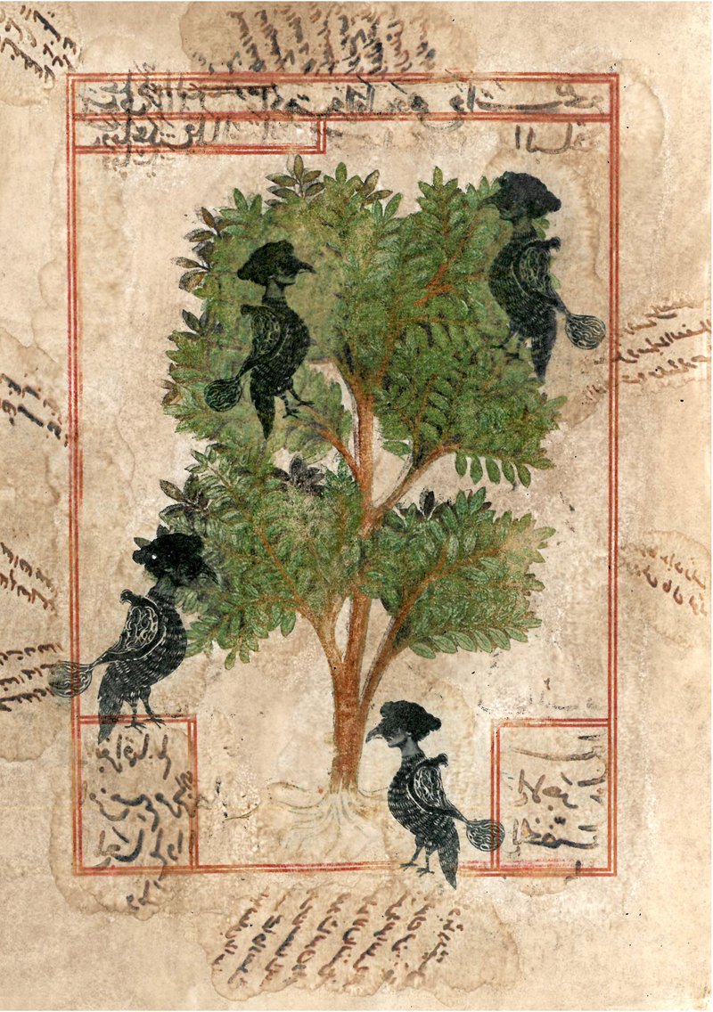 Mohammad Barrangi, Simorgh Attar, 2017