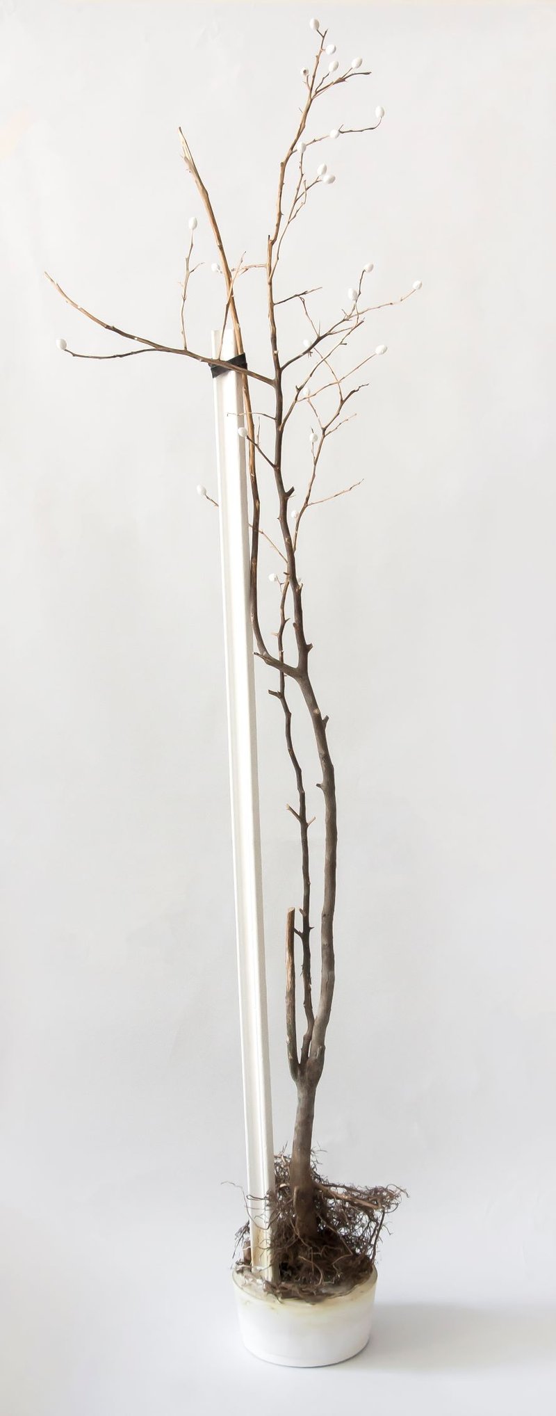 Katayoon Barzegar, The Moment of Blossom, 2019