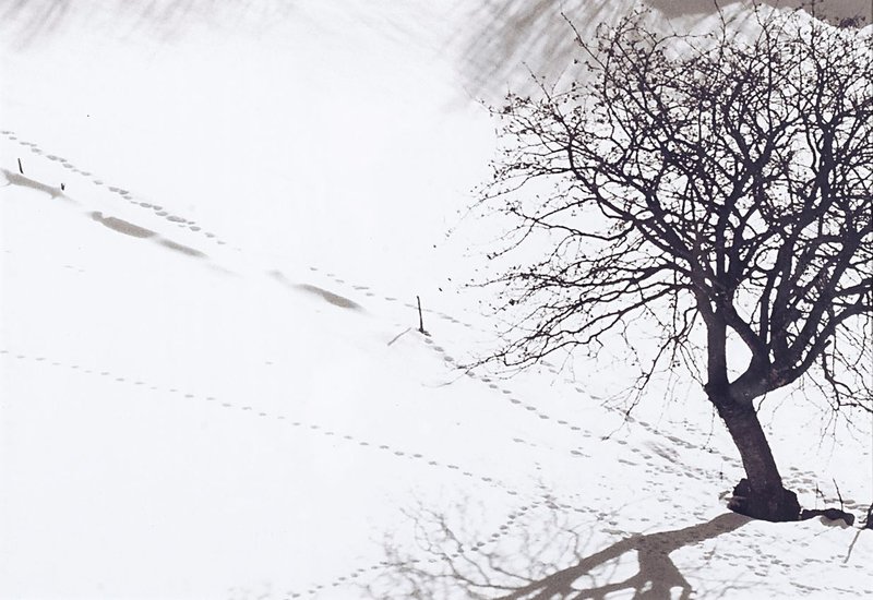 Abbas Gharib, Albero Solitario, 2012