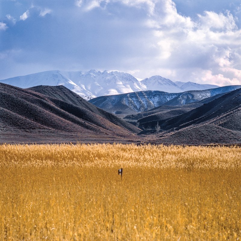 Ashkan Daneshmand, Untitled