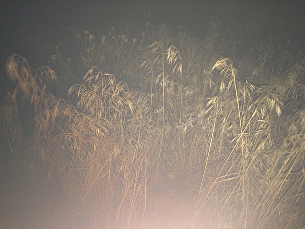 Marzie Rashidi, Untitled, 2016