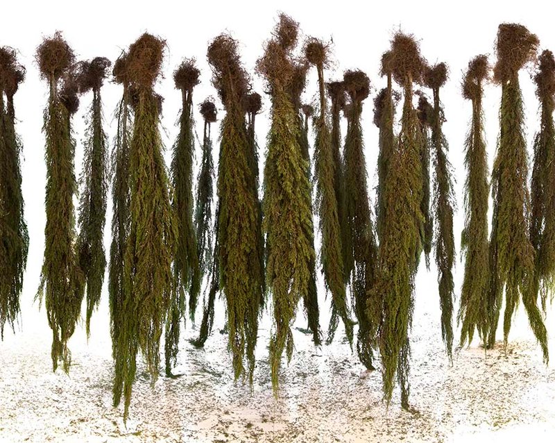 ماندانا مقدم، سروهای دارزده، 1391