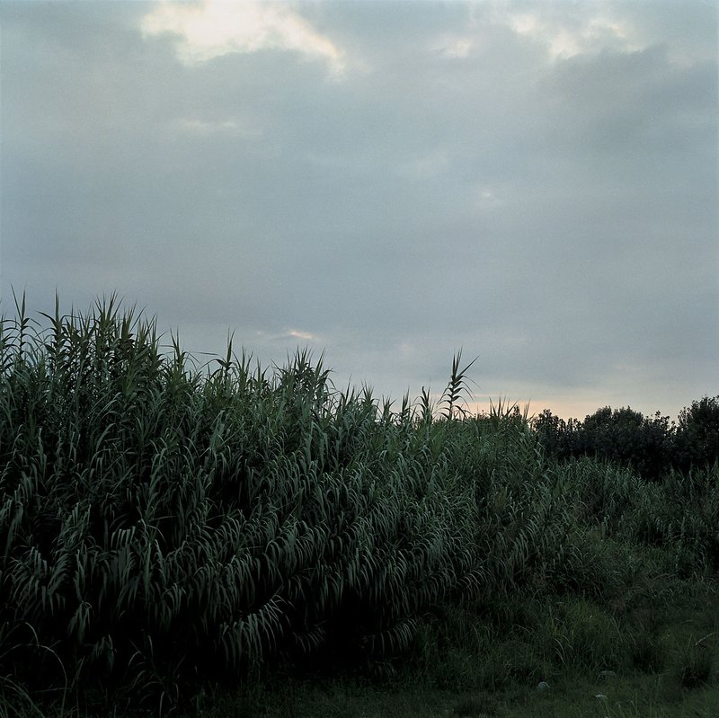 Shahryar Tavakoli, Untitled