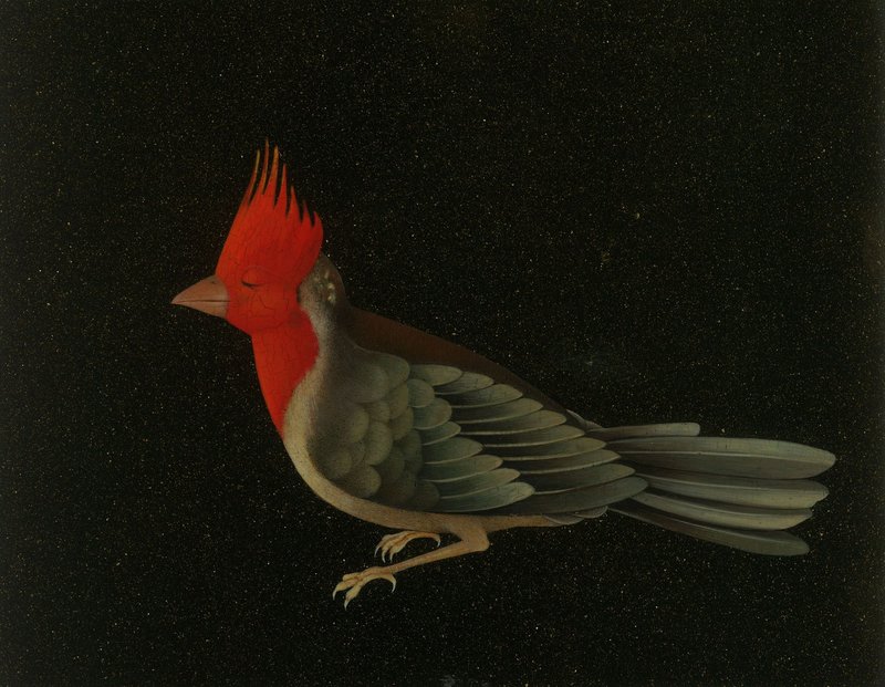 Nazi Azimi, Red Crested Cardinal, 2021