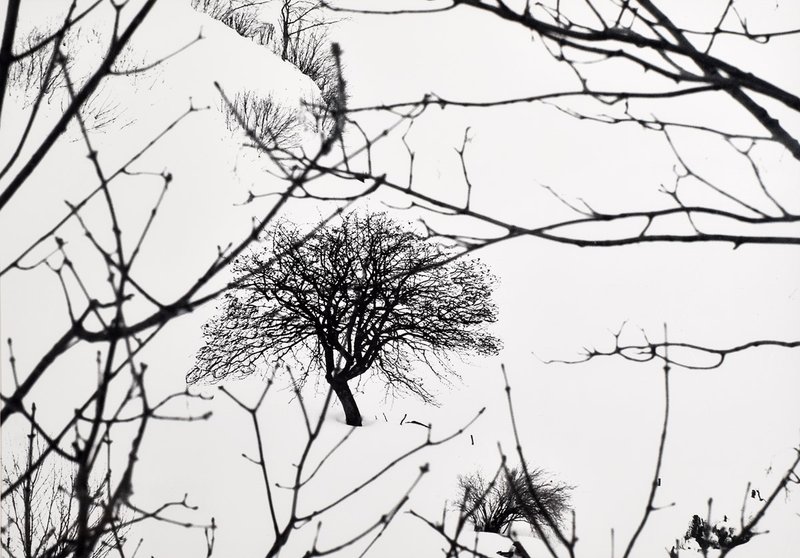 Abbas Gharib, Lonely Tree, 2012