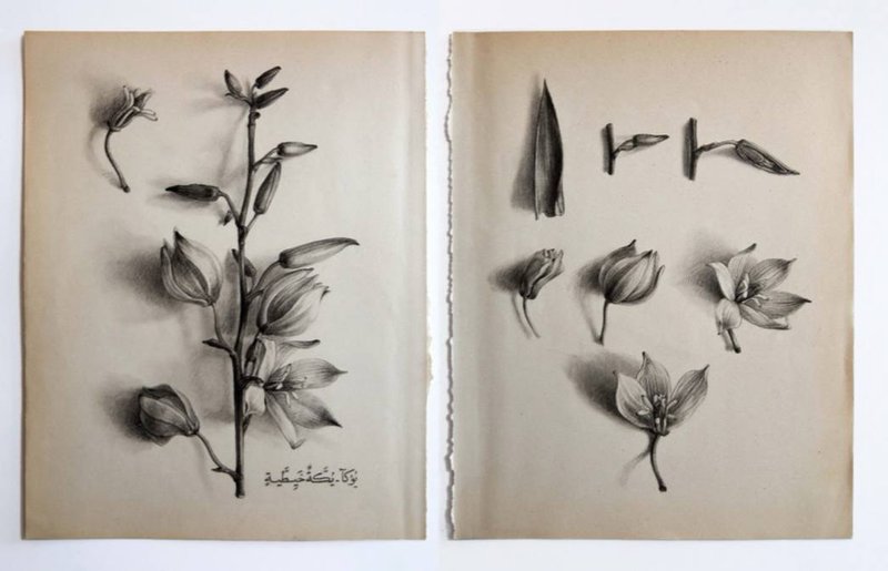 Morteza Pourhosseini, Yucca, 2025