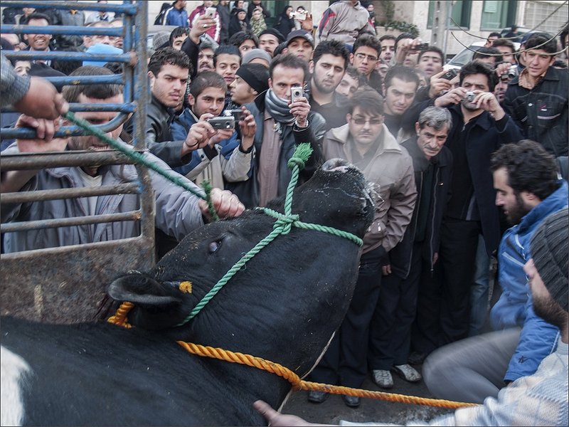 Zhoobin Mireskandari, How To Kill a Bull, 2007