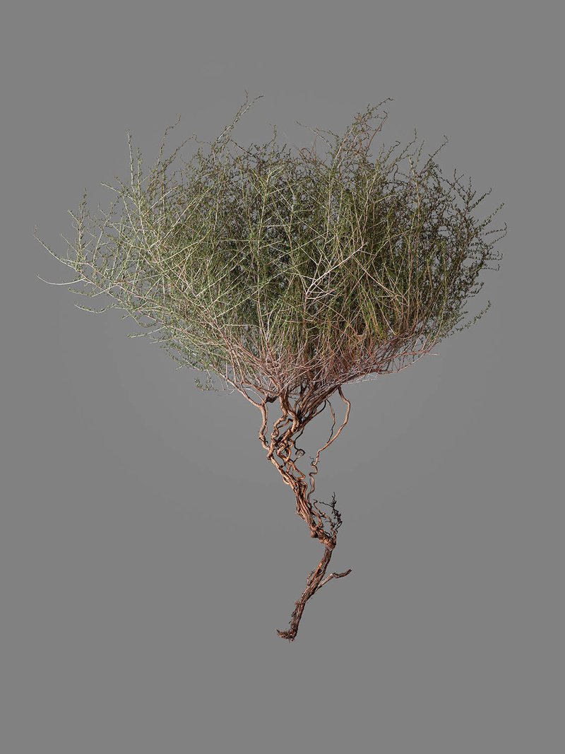 Gohar Dashti, Untitled, 2019