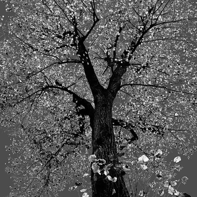 Nature Lumineuse