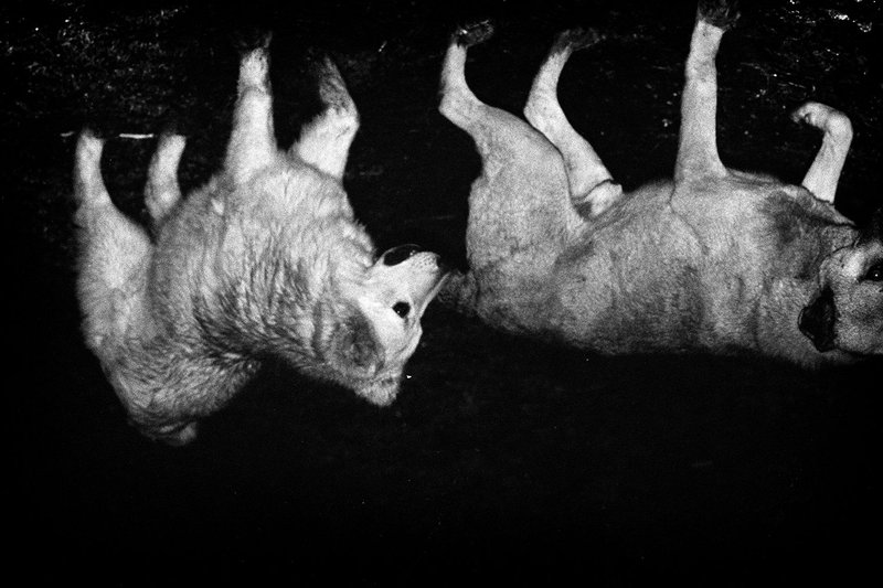 Shima Rastin, Untitled, 2020