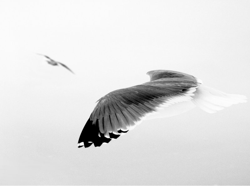 Ahmad Kavousian, Untitled
