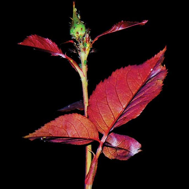Mehrdad Afsari, A rose bud photographed inside a house located at 16 Azar St., Enghelab St., Tehran on the night of September 19th, 2022, 2023