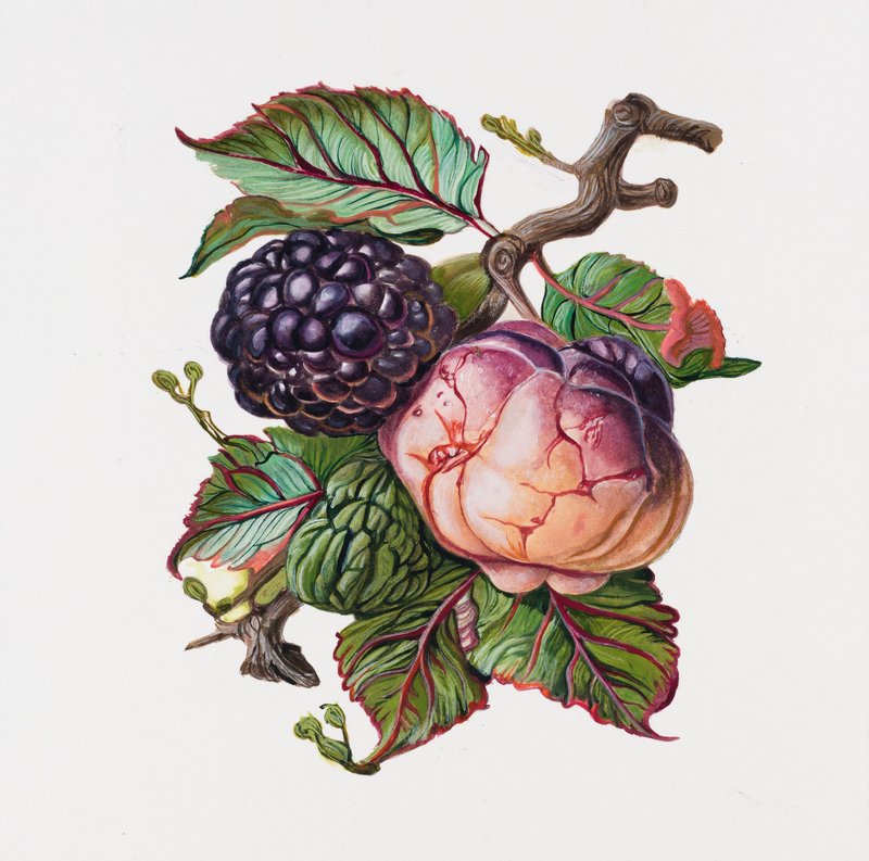 Elaheh Ramezani, The Liminal Arboretum: Anthocyanin Apple, 2026