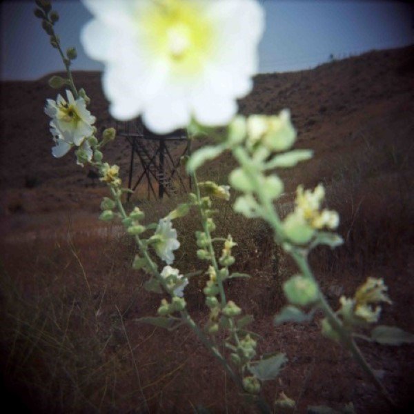 Mehraneh Atashi, Untitled, 2010