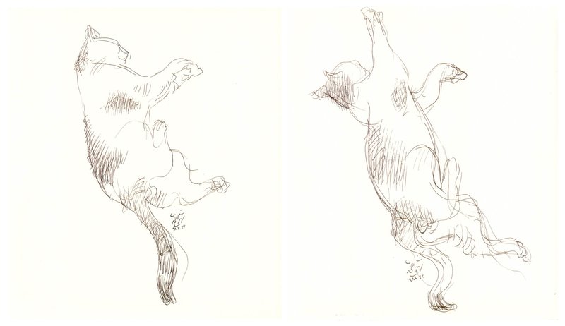 Hosein Shirahmadi, Sleeping Cat, 2019