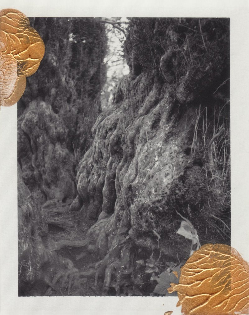 Cyrus Mahboubian, Ancient Yew (Gold), 2024