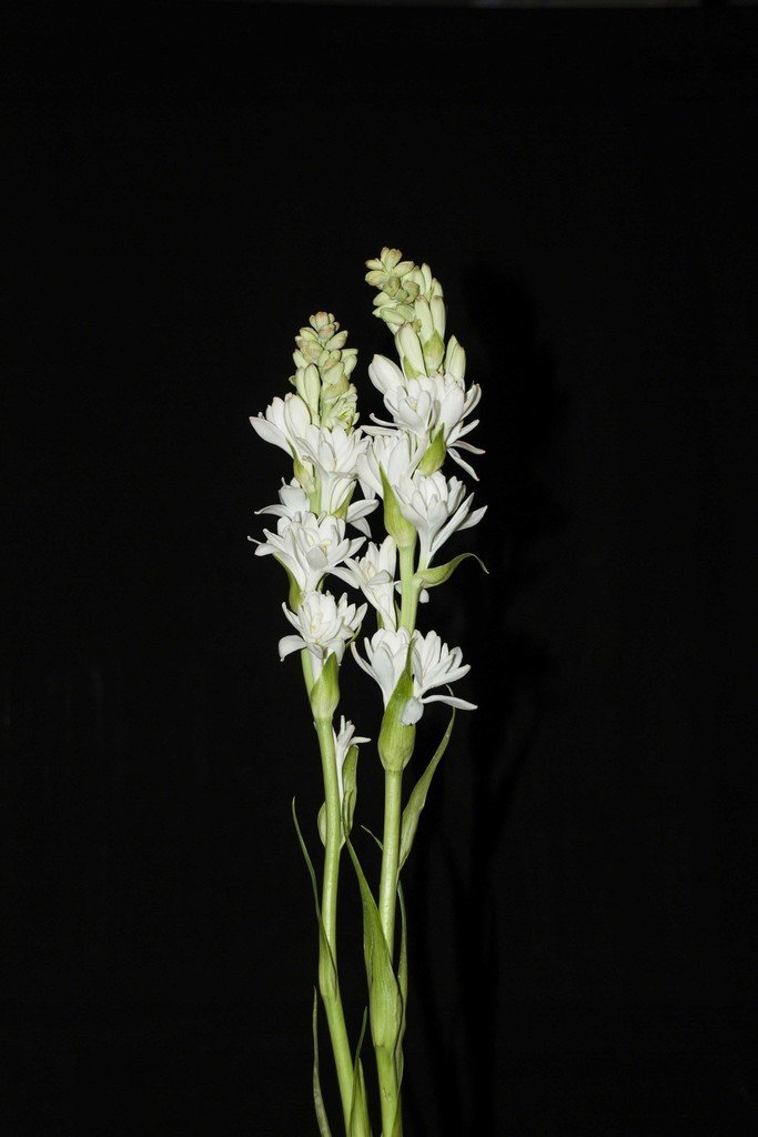 Mahmoud Bakhshi, Tuberoses, 2017