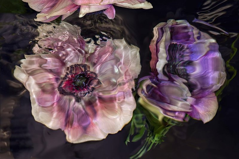 Anna Halem Schudel, Anemonen, 2023