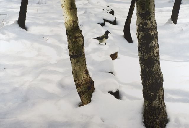 Abbas Kiarostami, Trees and Crow, 2005