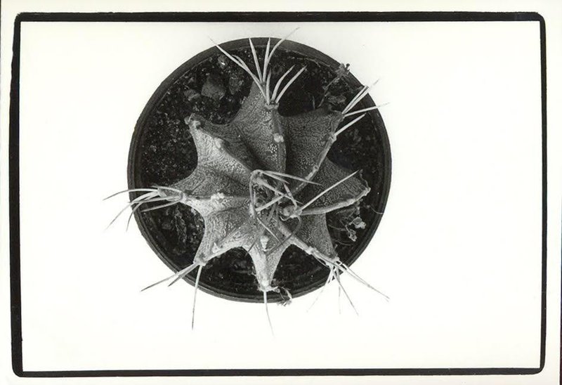 Sepideh Safi Yari, Untitled, 2010