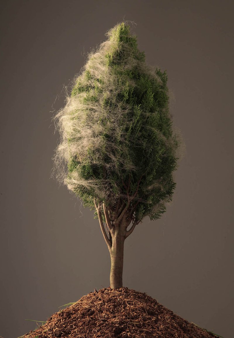 Negar Farajiani, Untitled, 2017