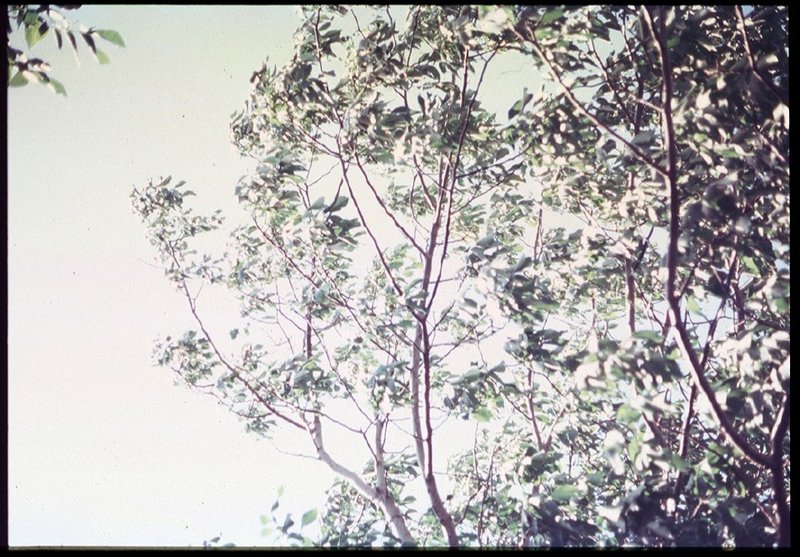Golnaz Zibandehkhoo, Untitled, No.12, 2022