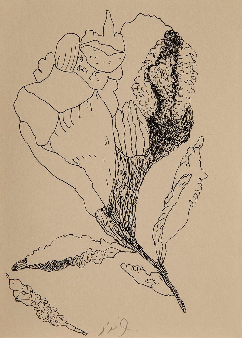 Raana Farnoud, Untitled