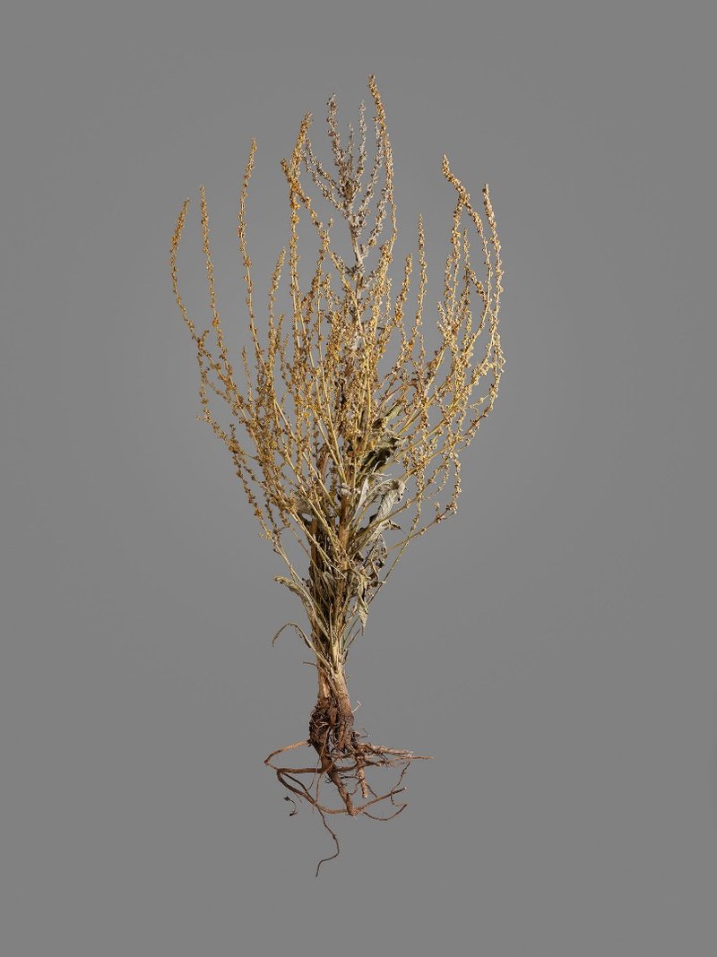 Gohar Dashti, Untitled, 2019