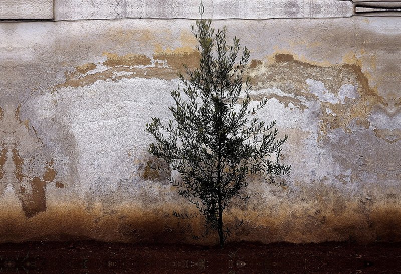 Abbas Kiarostami, Wall