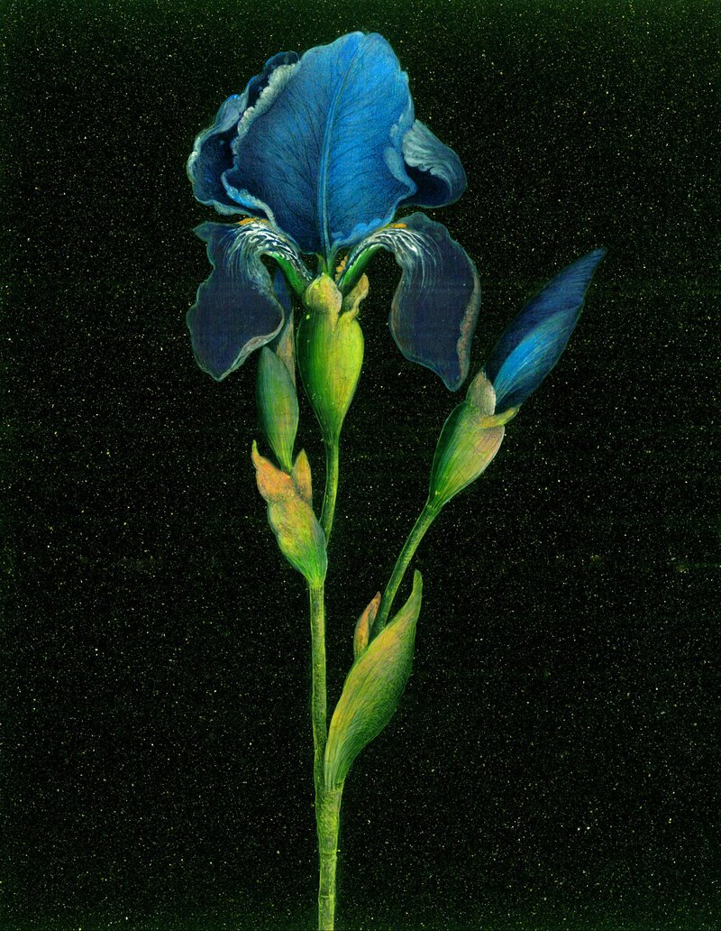 Nazi Azimi, Flower, 2020
