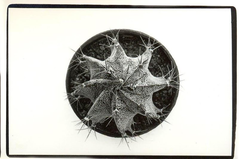 Sepideh Safi Yari, Untitled, 2010
