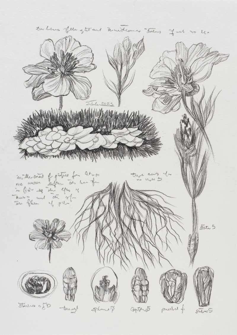 Elaheh Ramezani, Lab Notes III, 2025