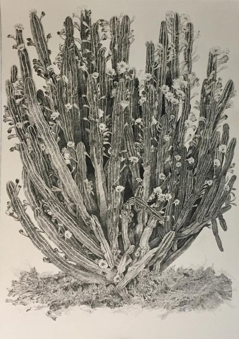 Kasra Golrang, Untitled