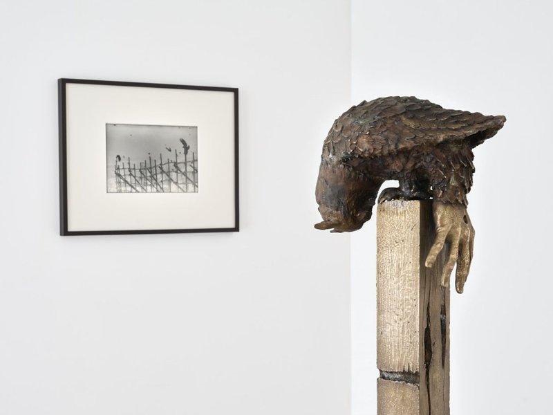 Rara avis, installation view