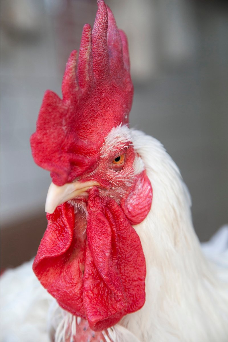 His Excellency the Cock