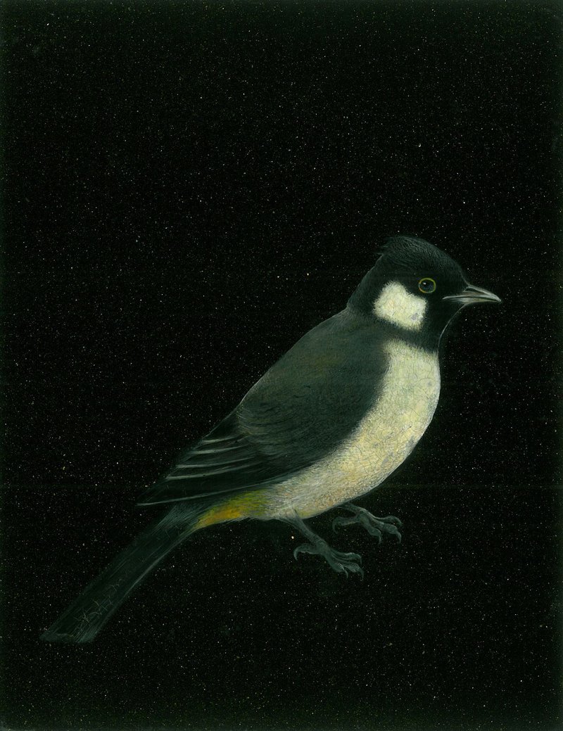 Nazi Azimi, White Eared Bulbul, 2020