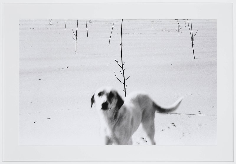 Abbas Kiarostami, Untitled, 2004