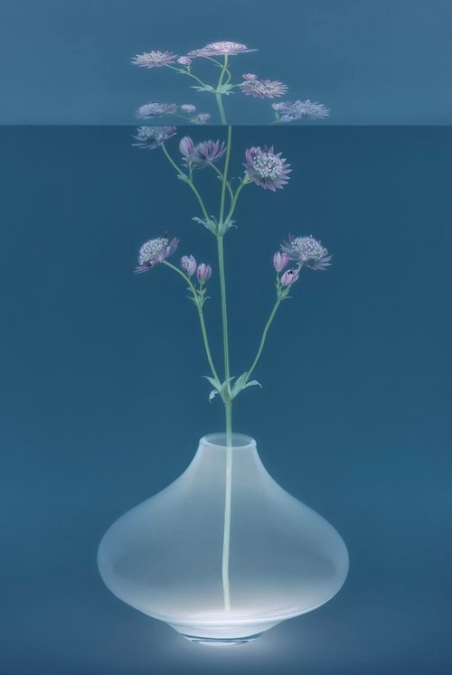 Danielle Kwaaitaal, Astrantia, 2024