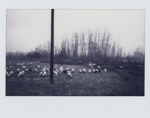Mehrdad Afsari, Untitled