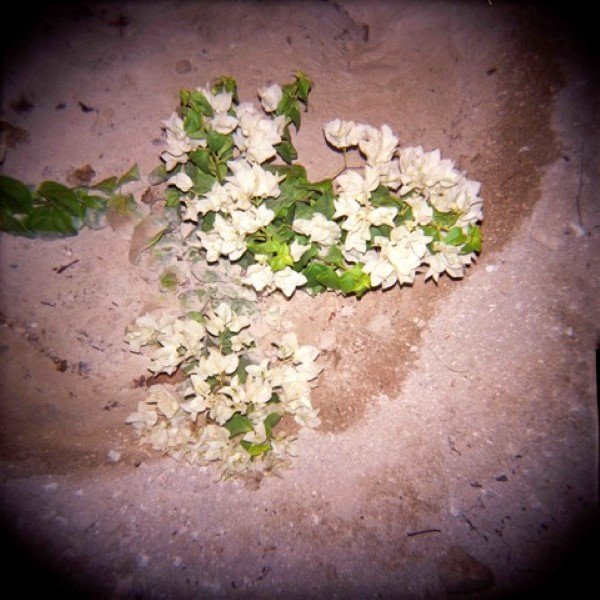 Mehraneh Atashi, Untitled, 2010