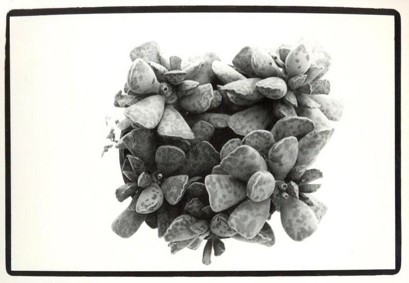 Sepideh Safi Yari, Untitled, 2010