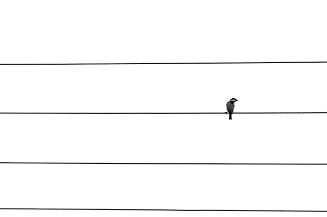 Amirhossein Heshmati, Untitled