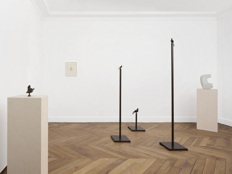 Rara avis, installation view