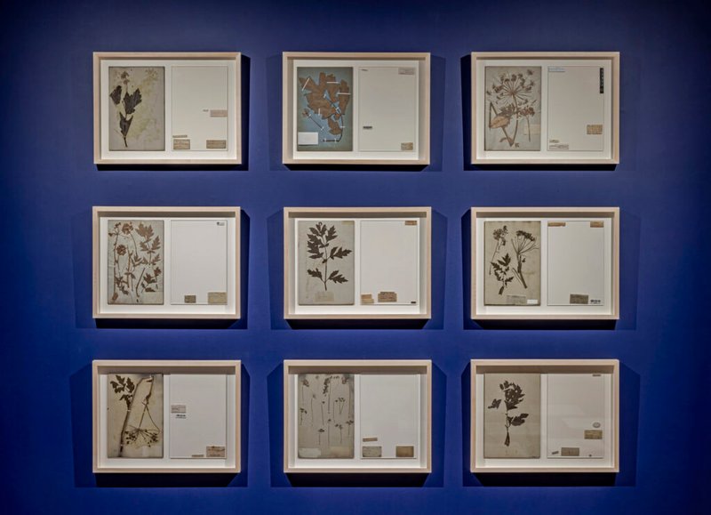 Anahita Norouzi, Arid Florilegium, 2022