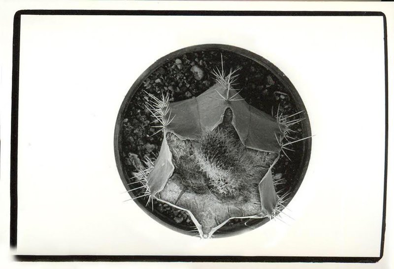 Sepideh Safi Yari, Untitled, 2010