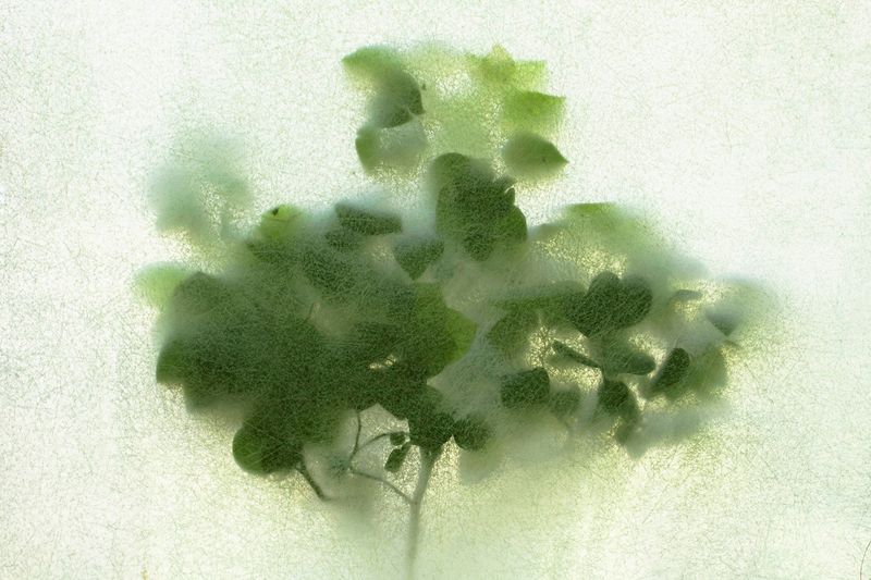 Peyman Khaledi, Untitled, 2020