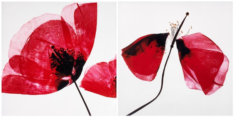 Bahman Jalali, Flowers, 1993