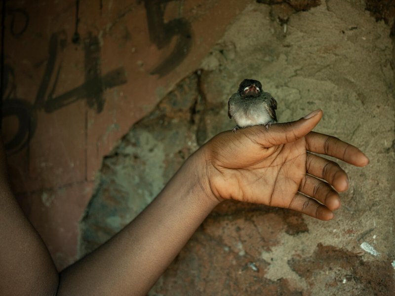 Newsha Tavakolian, Hand of Theresa with a bird, 2024
