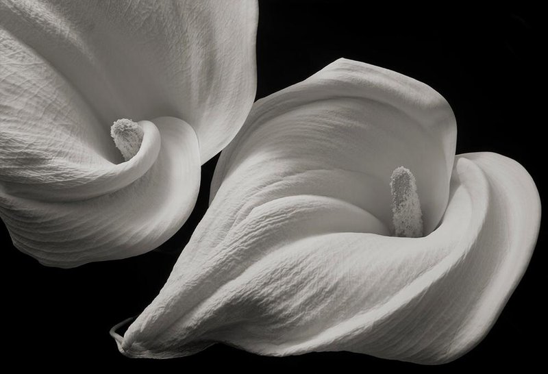 Kenro Izu, Untitled