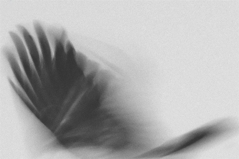 Rokhsareh Okhovat, Untitled